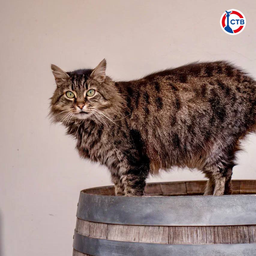 Госветклиники Севастополя в октябре помогли 424 животным