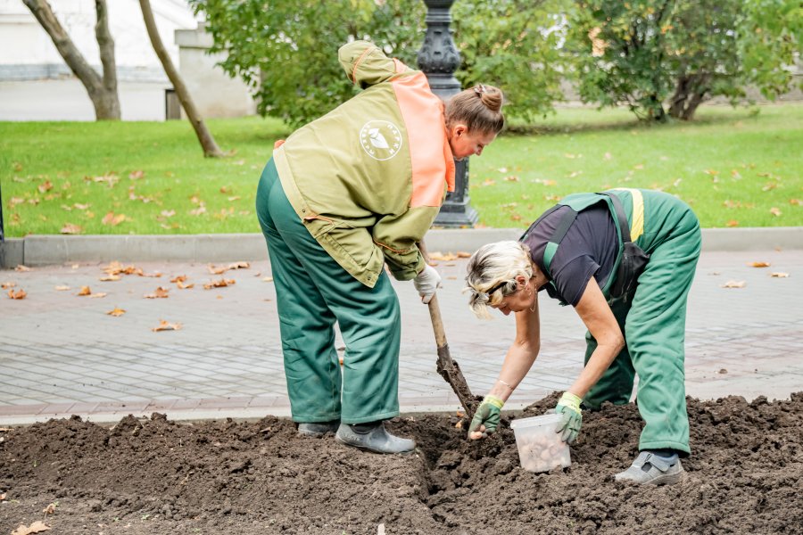 Более 250 тысяч луковиц цветов высадят в клумбы города