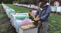 На пасеке в Сахарной Головке собирают до восьми тонн мёда в год