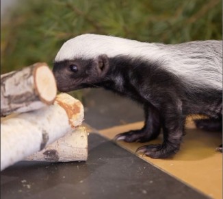 В Новосибирском зоопарке спасли детёныша медоеда
