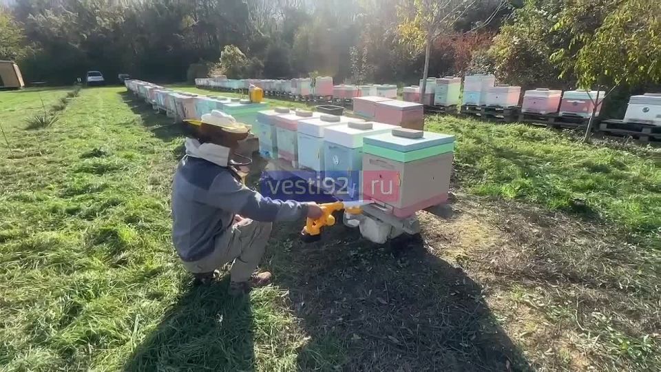 В Сахарной Головке на пасеке идет активная подготовка к зиме