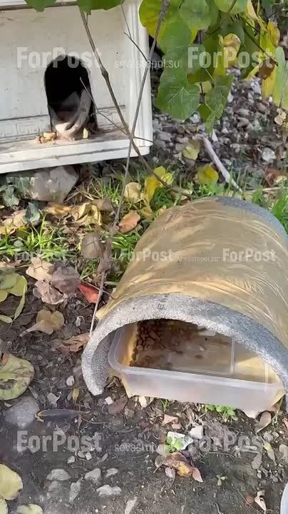 Котодом в центре Севастополя пока пустует и ждет усатых жильцов