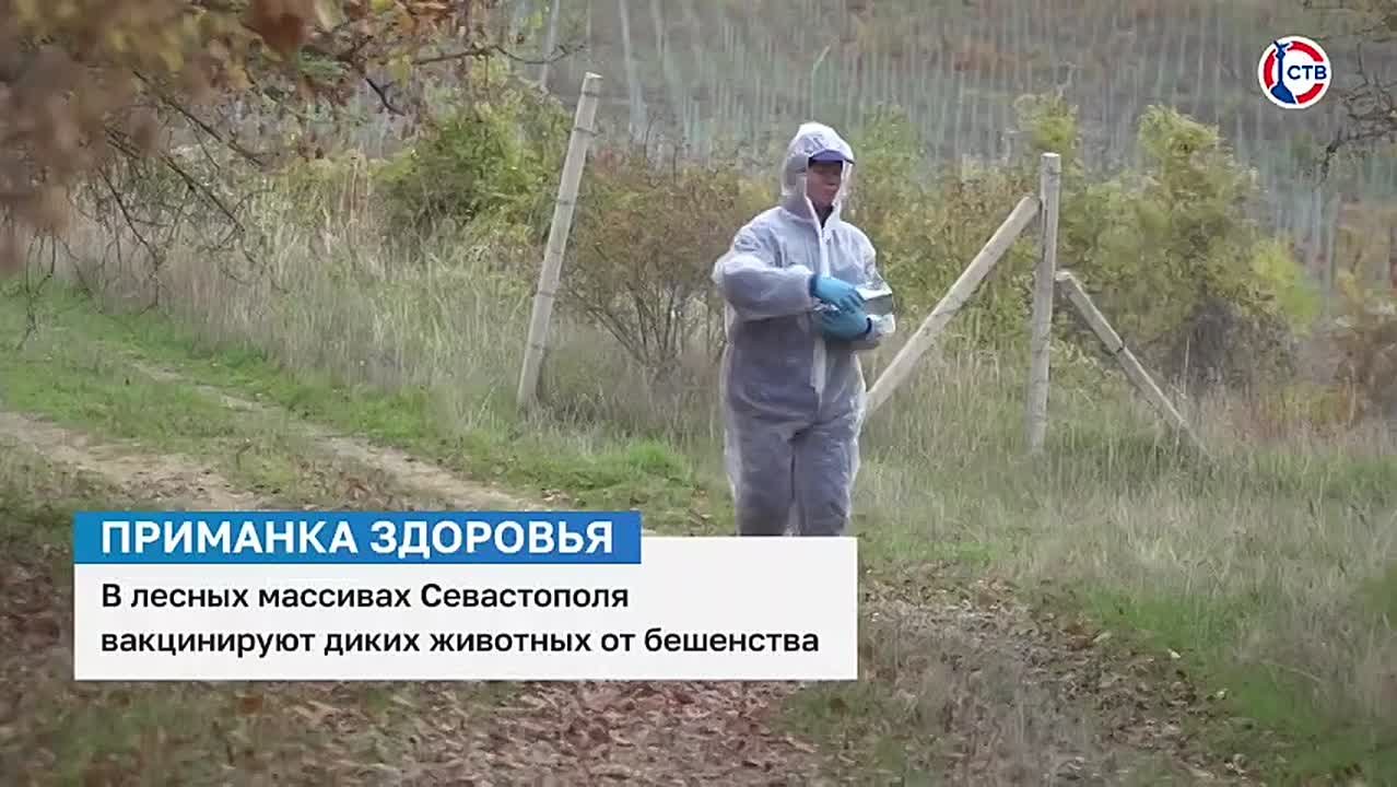 В Севастополе стартовала вакцинация бешенства среди диких животных