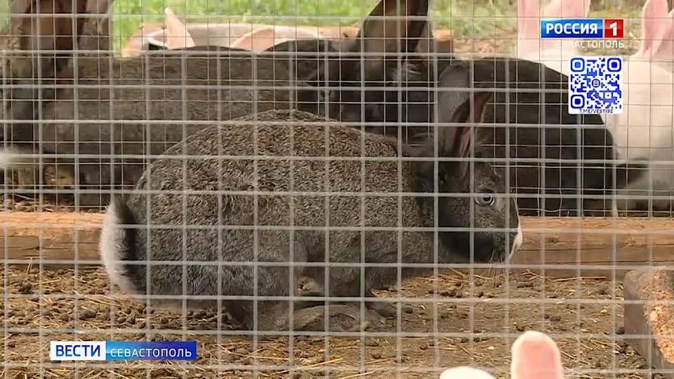 А если вы хотите кроликов разводить, то не пропустите советы от эксперта в этом деле в нашем эфире сегодня в 6:35, 7:35 и 8:35!