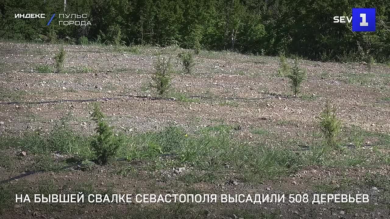 На бывшей свалке Севастополя высадили 508 деревьев
