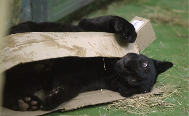 Ягуар Габриэль поселился в Новосибирском зоопарке