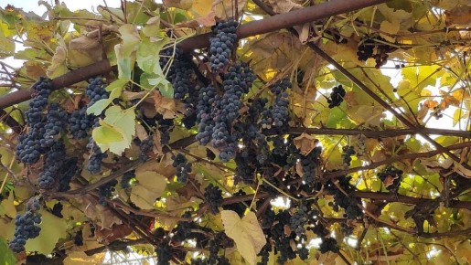 Погода на 8 ноября 2025 года в Крыму и Севастополе: воздух прогреется до 18 градусов