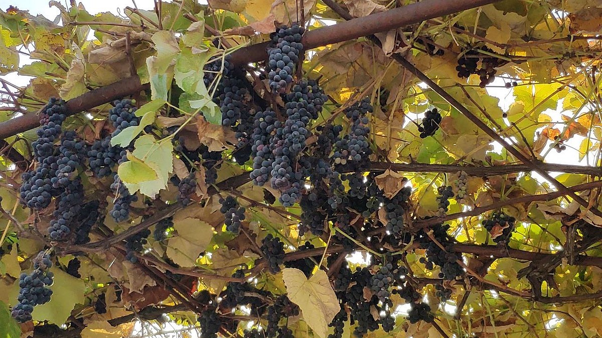 Погода на 8 ноября 2025 года в Крыму и Севастополе: воздух прогреется до 18 градусов