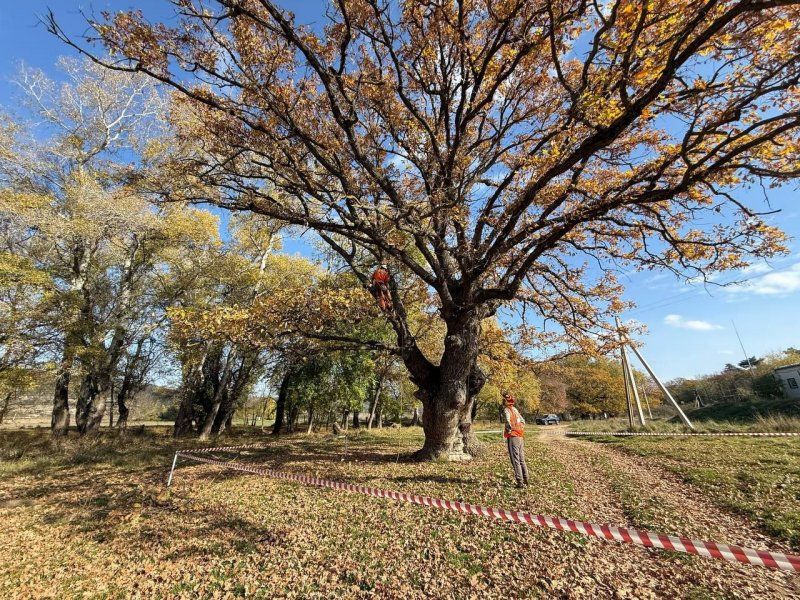 В Севастополе приступили к оздоровлению памятников природы — великовозрастных дубов