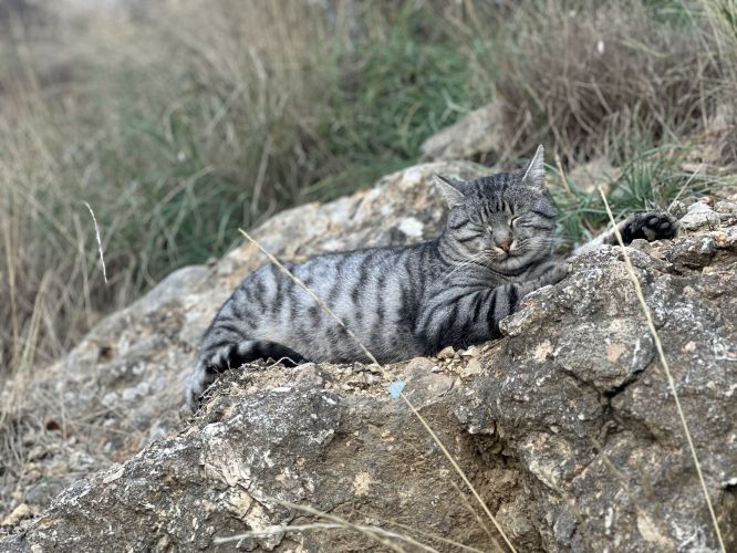 График бесплатной вакцинации собак и кошек против бешенства