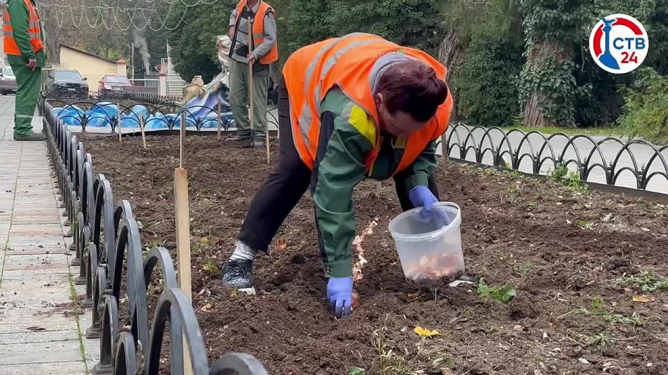 В сквере у поликлиники №9 в Балаклаве высадят 13 тысяч тюльпанов