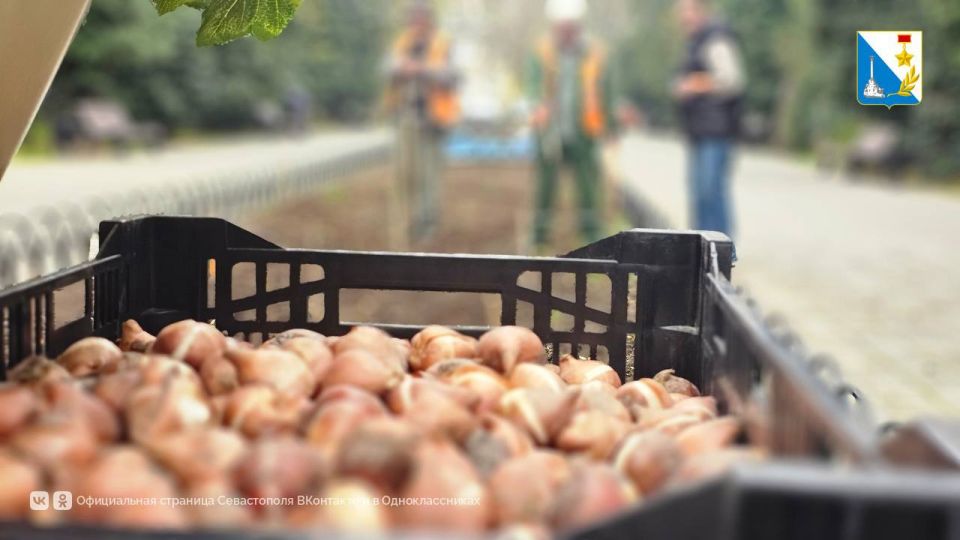 Высаживаем тюльпаны в Балаклаве