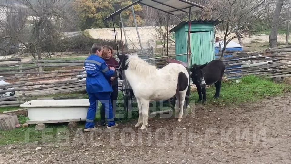 Лошадей в Терновке вакцинируют против сибирской язвы