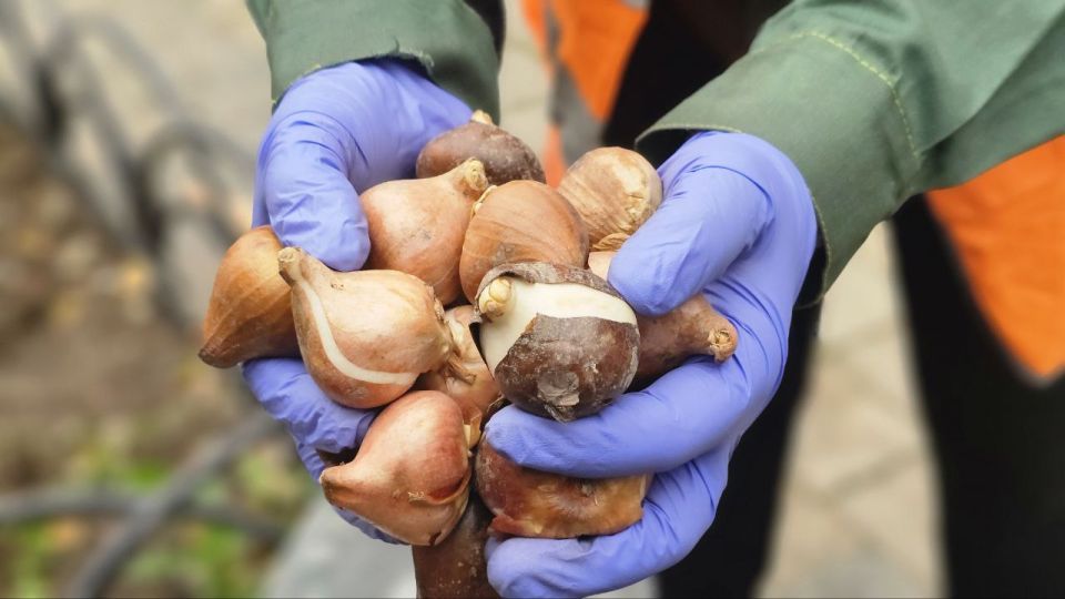 На городских клумбах Балаклавы началась высадка тюльпанов
