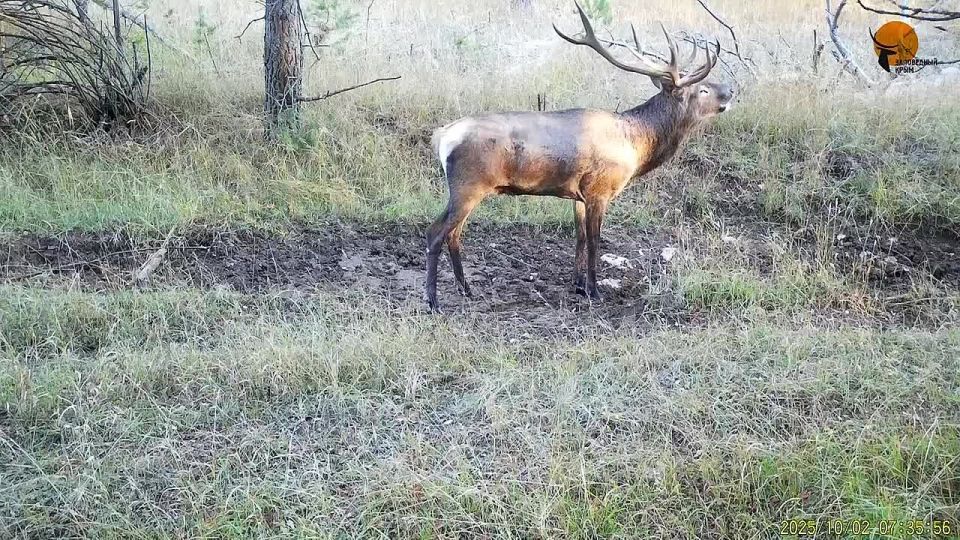 Вот такое бодрое и веселое утро выдалось у обитателей Ялтинского горно-лесного заповедника