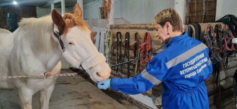 В Севастополе проводят исследования лошадей на инфекционные болезни