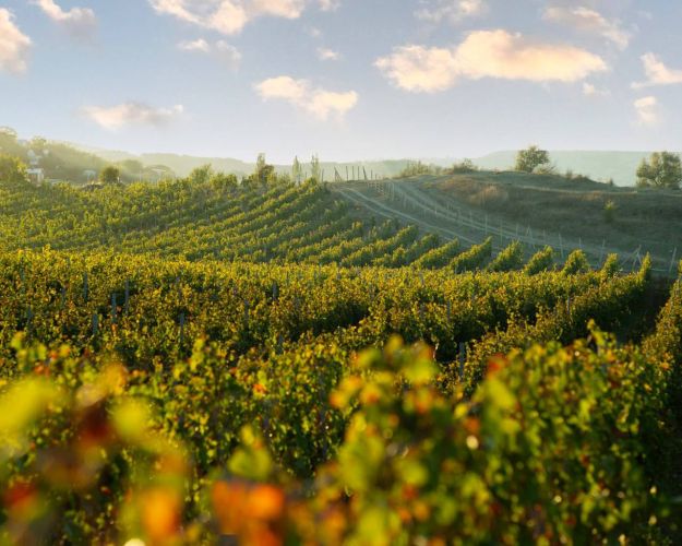 В Севастополе подведены итоги конкурса на субсидирование виноградарства и виноделия