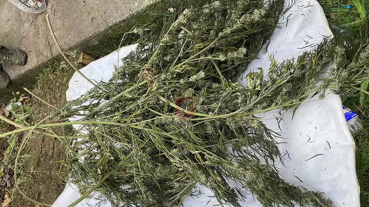 В Севастополе полицейские задержали мужчину за хранение крупной партии конопли