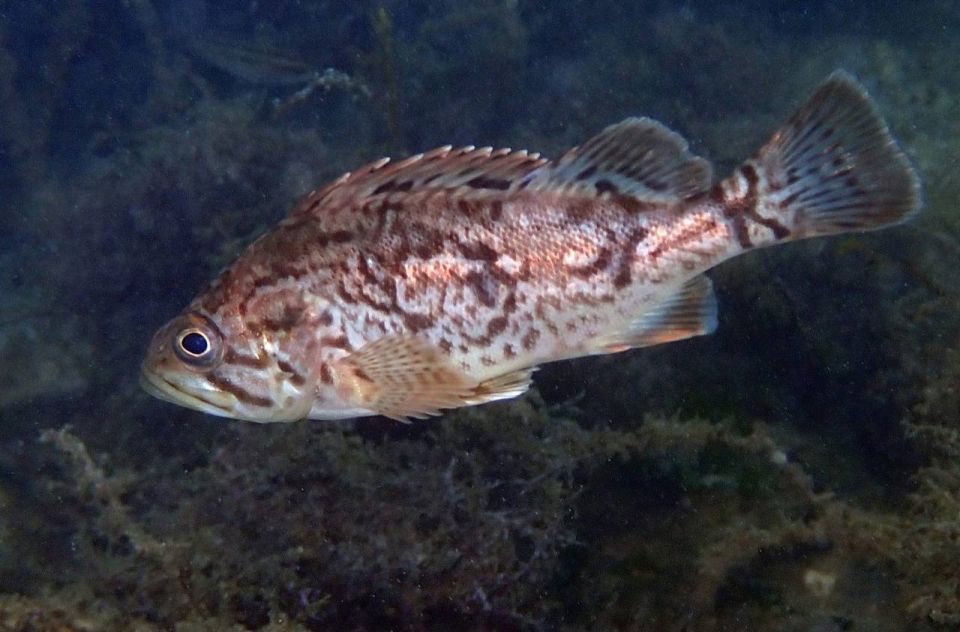 Корейский окунь прижился в Чёрном море и может изменить местную экосистему