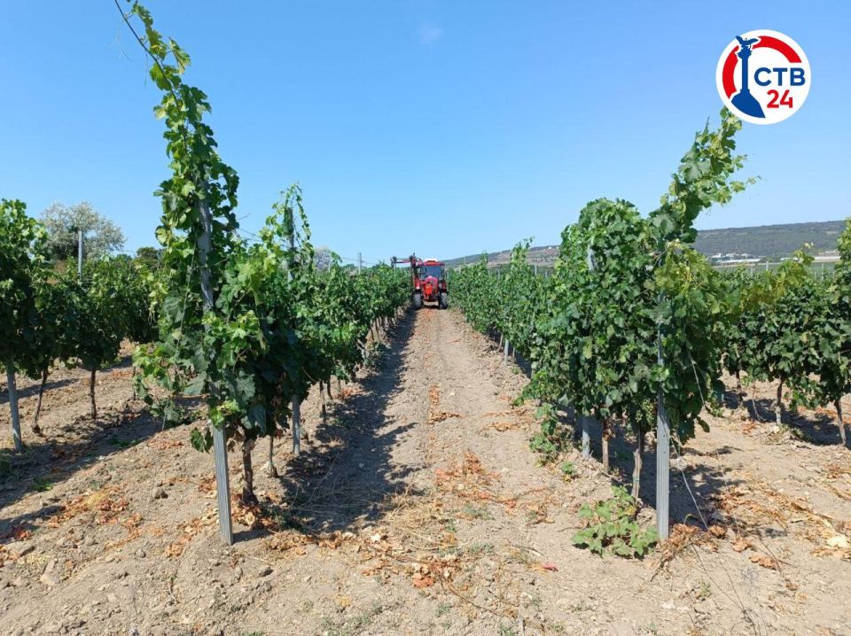 Более 94 миллионов рублей выделили пятерым винодельческим хозяйствам Севастополя