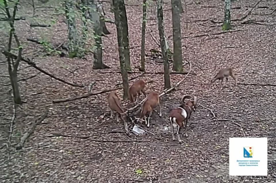 Посмотрите какие красавцы живут в севастопольских лесах!