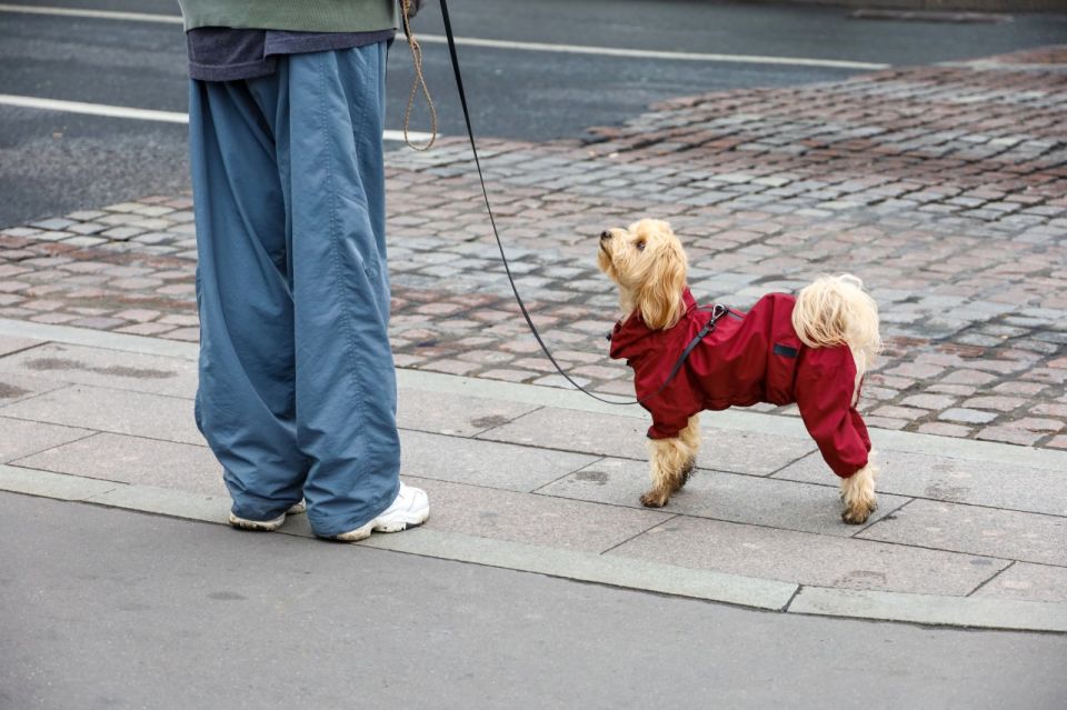 В России утвердили требования к местам выгула собак