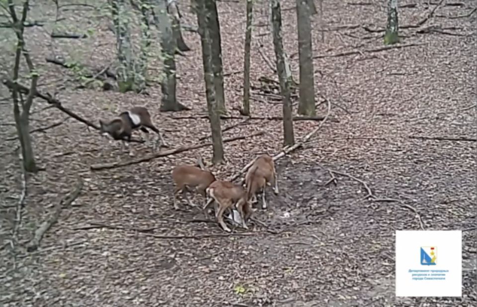 В Севастополе фотоловушки зафиксировали муфлонов