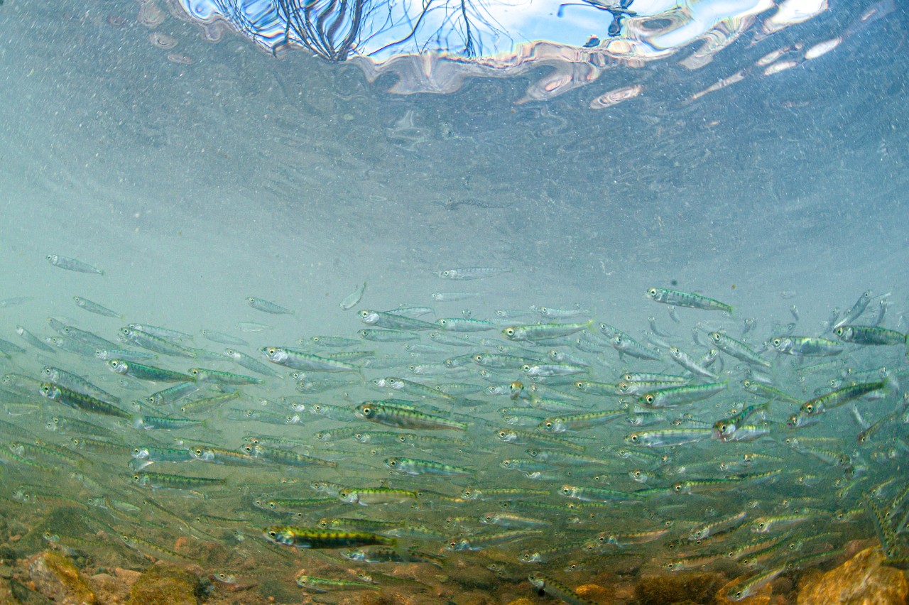 900 тыс. мальков рыб пополнят водохранилища Крыма