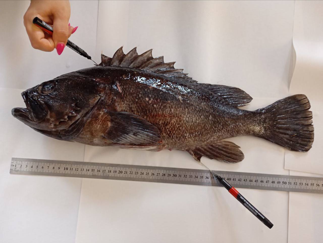 Корейский окунь, поселившийся в Черном море, угрожает экосистеме