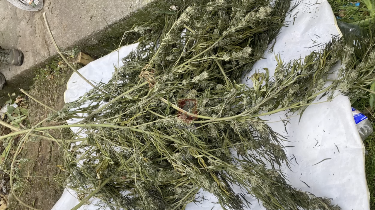 Житель Севастополя хранил 1,6 кг конопли на чердаке