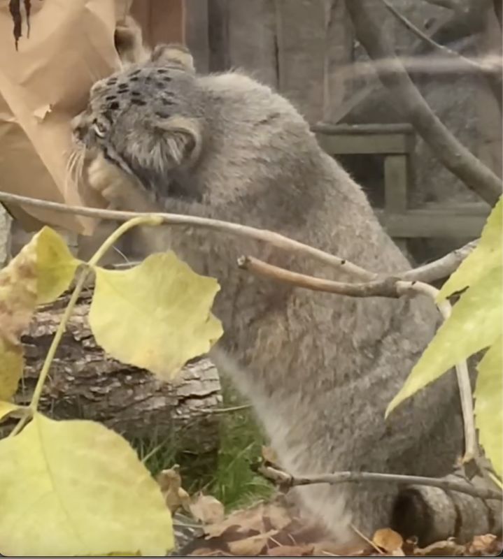 В Московском зоопарке манула учат добывать перепёлку