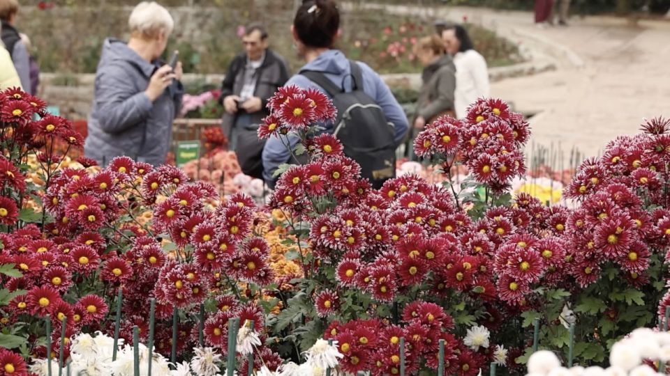 «Осеннее танго»: 72-й Бал хризантем проходит в Никитском ботаническом саду