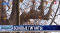 Памятники природы оздоравливают в Севастополе