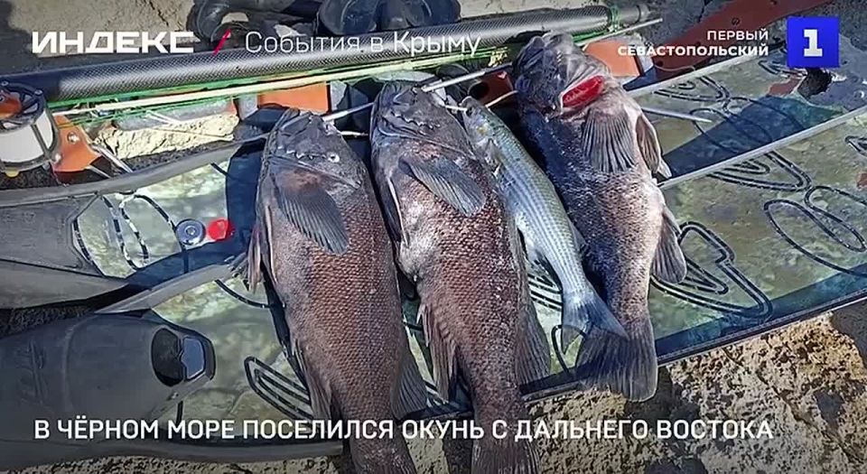 ������ ����� � �������� ������� ������ � ׸���� ���� � ����� �������� ��� ����������