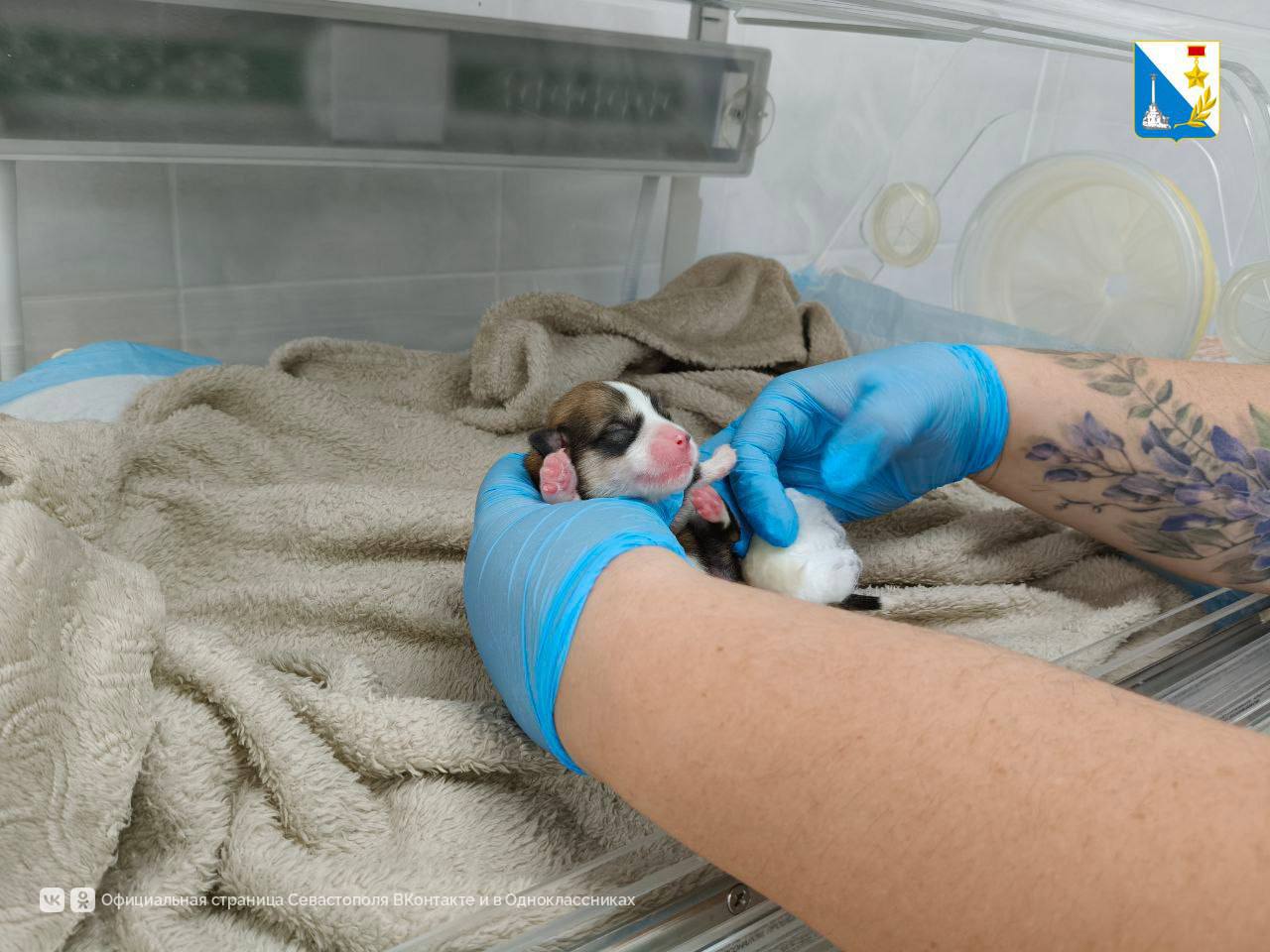 В госветклинике Севастополя ветеринары спасли щенка корги