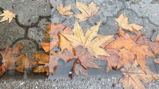   13  2025     :    12 