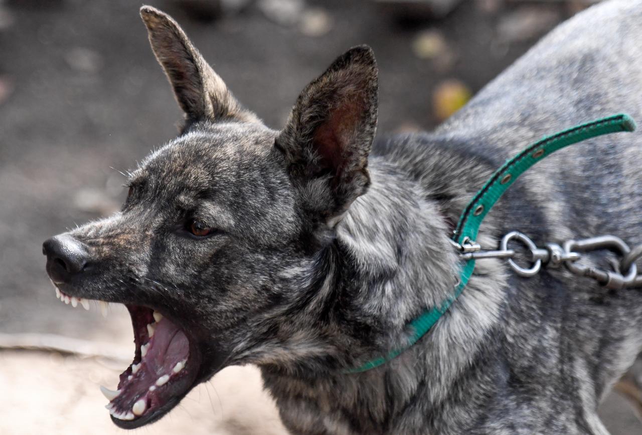 Горхоз компенсирует вред укушенному собакой мальчику