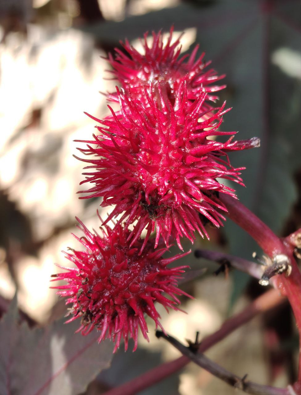 #Что за растение?. Это мощное растение с полыми стеблями и огромными пальчато-рассечёнными листьями напоминает экзотическую пальму