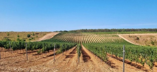 В Севастополе объявили конкурс для поддержки виноградарства и виноделия