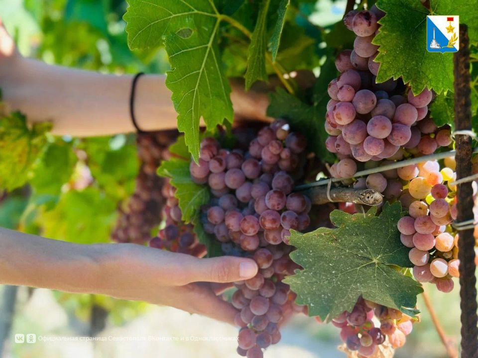 С 14 по 24 ноября подайте заявку на субсидию на поддержку виноградарских и винодельческих хозяйств