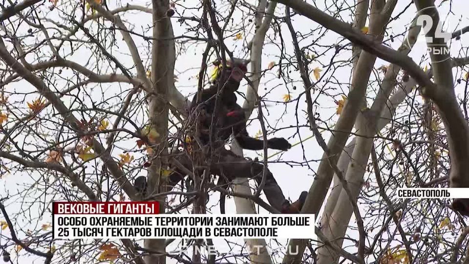 Спасая — не навредить: как заботятся о памятниках природы в Севастополе