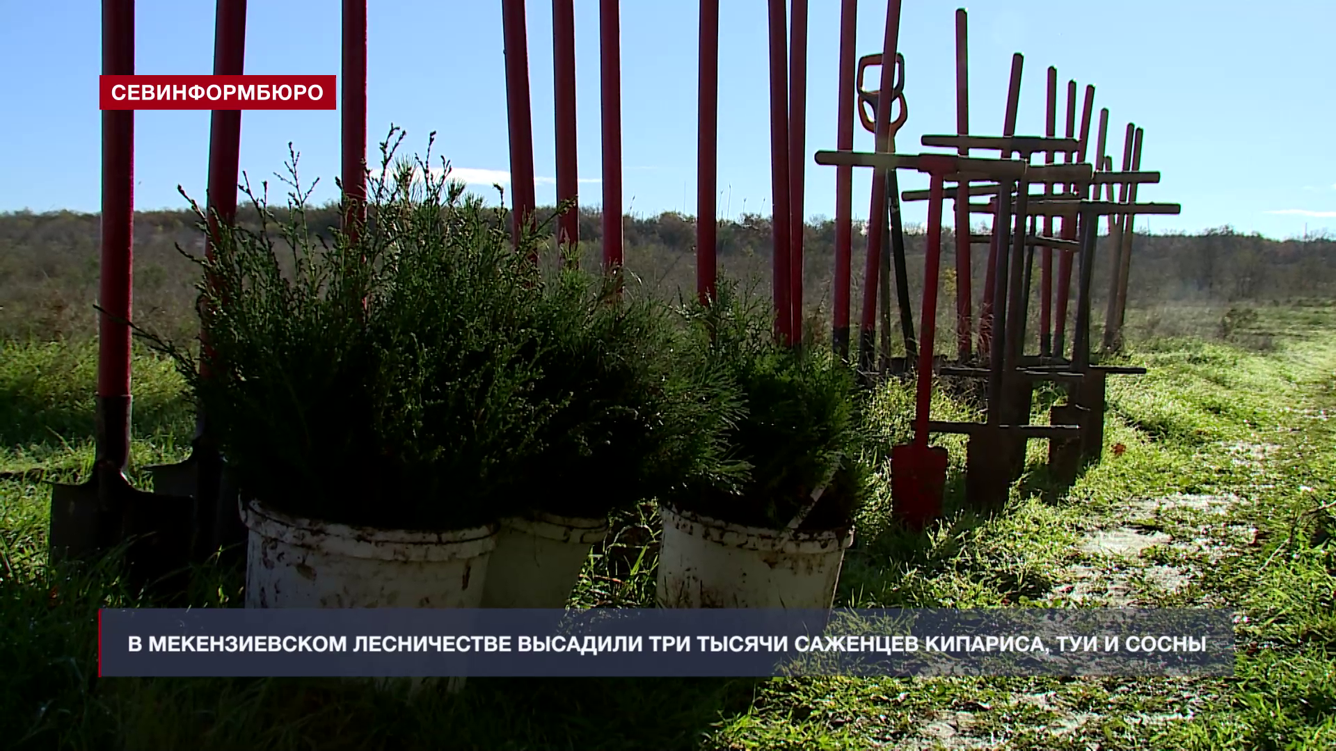 В Мекензиевском лесничестве высадили три тысячи саженцев