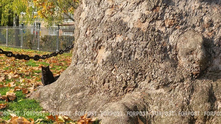 230-летнему Платану Палласа в Севастополе проведут комплексное "омоложение"