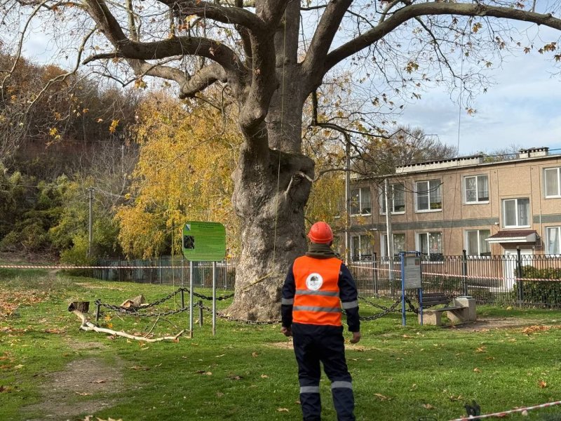 В Терновке начали оздоровление 200-летнего платана Палласа