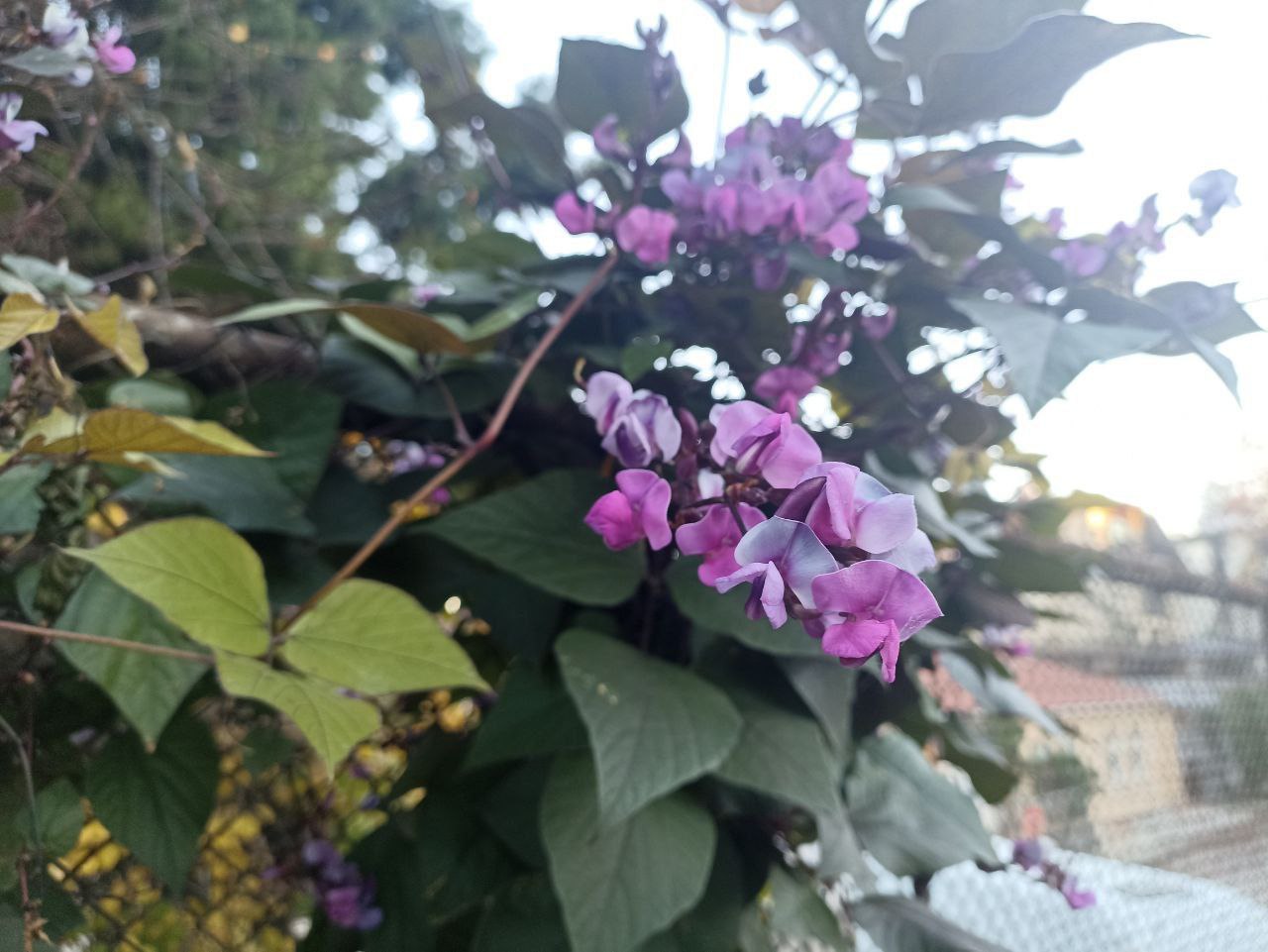 #Что за растение?. Эта быстрорастущая однолетняя лиана украшена тройчатыми листьями с фиолетовым оттенком, нежными сиреневыми кистями цветов и пурпурными стручками, которые свисают, словно драгоценные серёжки