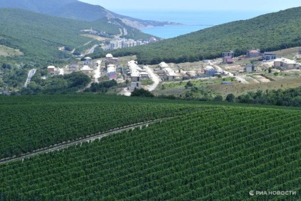 Эксперт назвал самые любимые вина россиян