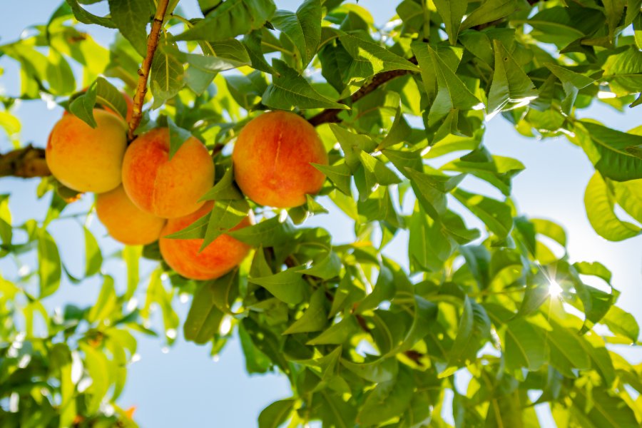 В Севастополе собрали урожай плодово-ягодных культур