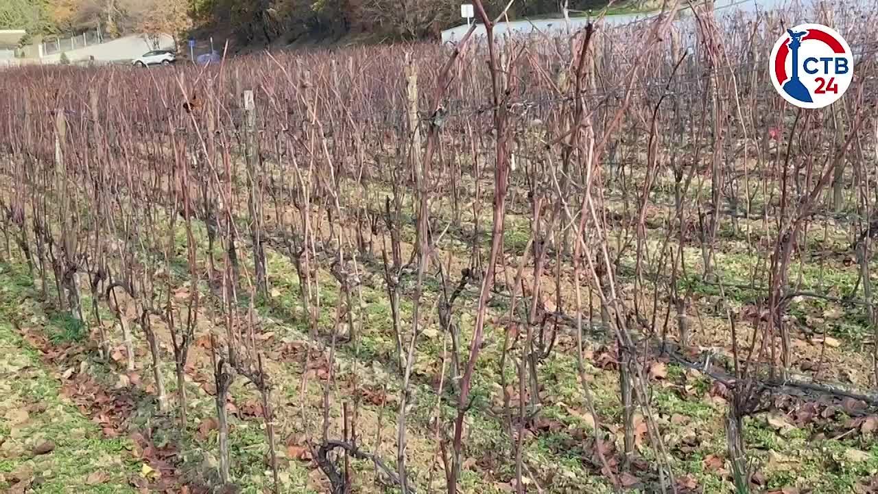 На развитие севастопольских винодельческих предприятий в этом году выделили 738 миллионов рублей