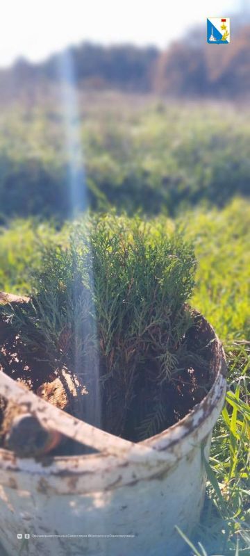 В Мекензиевском лесничестве высаживают молодые деревья на площади 6,3 гектара