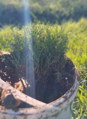 В Мекензиевском лесничестве завершен второй этап лесовосстановления